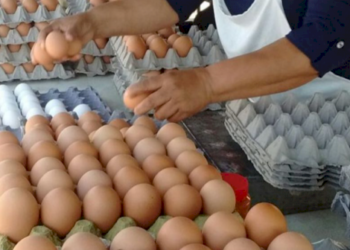 Gobierno prohíbe exportar huevos a terceros países