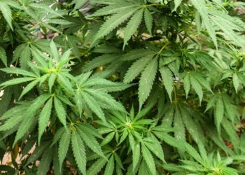 Nueva York busca frenar marihuana