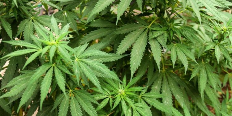 Nueva York busca frenar marihuana