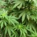 Nueva York busca frenar marihuana