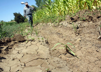 Agricultura busca disminuir impacto de sequía