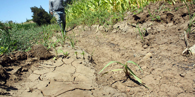 Agricultura busca disminuir impacto de sequía