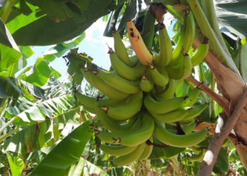 Productores de plátano de Azua exigen atención