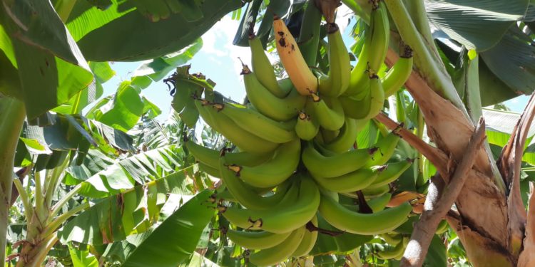 Productores de plátano de Azua exigen atención