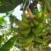 Productores de plátano de Azua exigen atención
