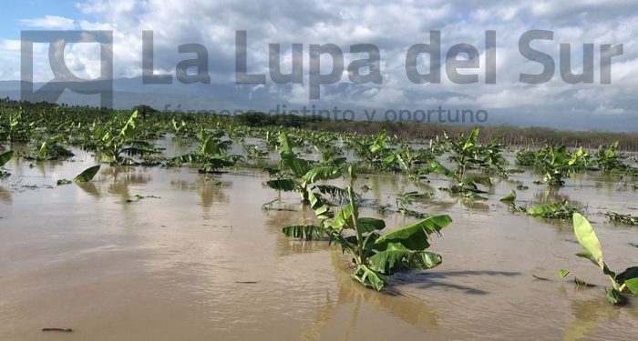 Agricultura evalúa daños de lluvias en el Sur