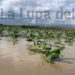 Agricultura evalúa daños de lluvias en el Sur