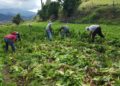 Gobierno “abandona” agricultores de Cristóbal