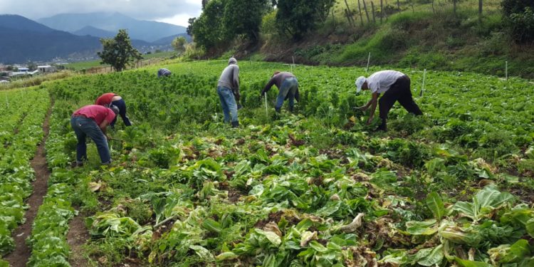 Gobierno “abandona” agricultores de Cristóbal