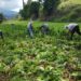 Gobierno “abandona” agricultores de Cristóbal