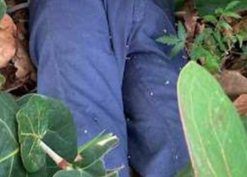 Envían a Inacif cadáver de hombre encontrado en Barahona