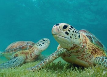 Decreto pone en veda tortugas marinas