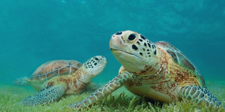 Decreto pone en veda tortugas marinas