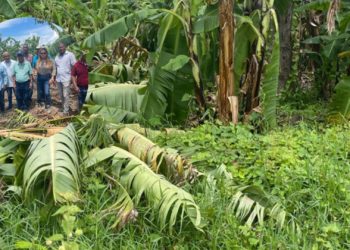 Franklin afecta 2,400 tareas sembradas de plátano y banano en Azua