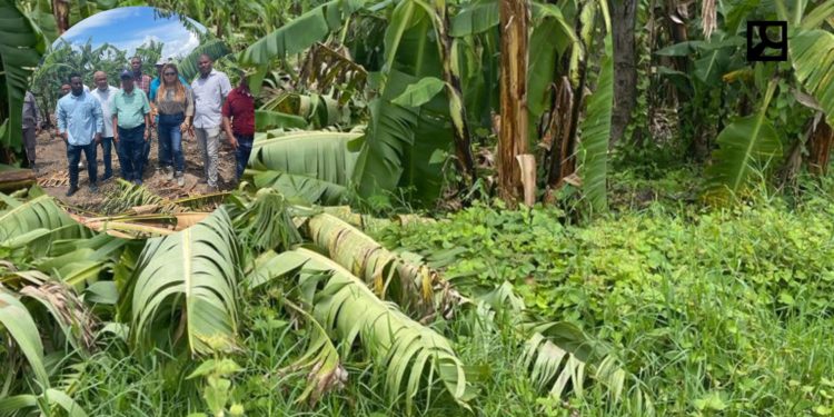 Franklin afecta 2,400 tareas sembradas de plátano y banano en Azua