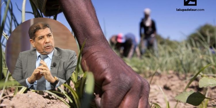 Limbert Cruz reconoce haitianos salvan agricultura
