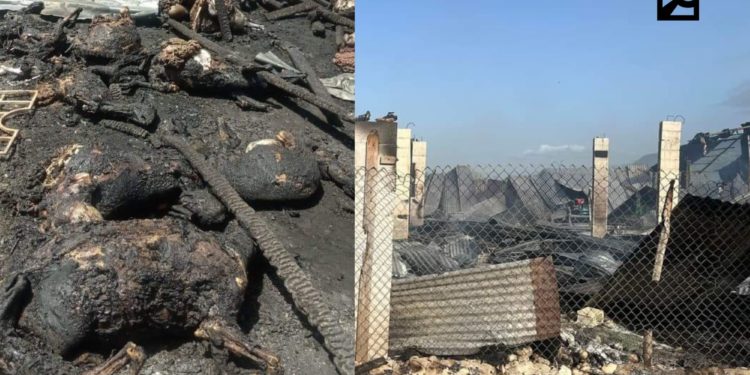 Queman cientos de chivos y ovejos