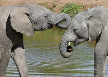 Descubren que los elefantes utilizan nombres para comunicarse entre sí