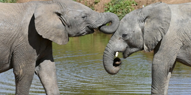 Descubren que los elefantes utilizan nombres para comunicarse entre sí