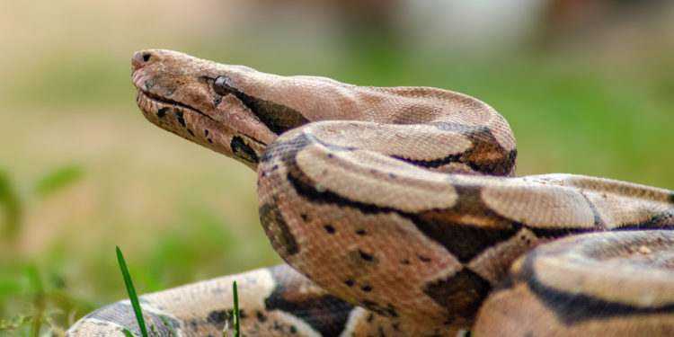 Medio Ambiente pide proteger serpientes criollas