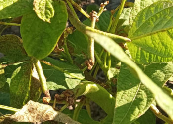 Plantaciones de habichuelas de San Juan bajo ataque de incepto