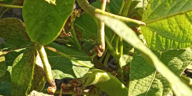 Plantaciones de habichuelas de San Juan bajo ataque de incepto