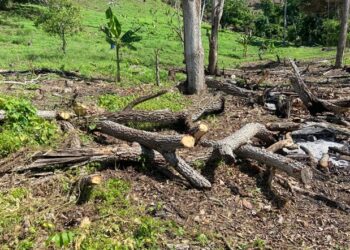 Condenan a 2 años de prisión extranjero por corte y quema de árboles