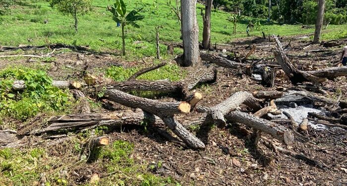 Condenan a 2 años de prisión extranjero por corte y quema de árboles