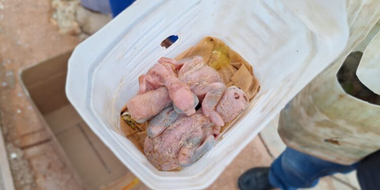 Coerción a pareja por traficar cotorras en Pedernales