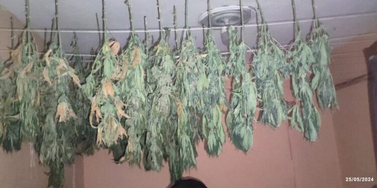 Procesaban marihuana en laboratorio desmantelado en Pedernales