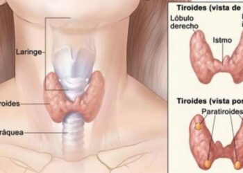 Trastornos tiroideos pasan desapercibidos en un 60 %