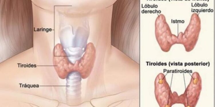 Trastornos tiroideos pasan desapercibidos en un 60 %