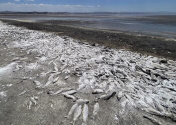 Sequía mata miles de peces en Mexico