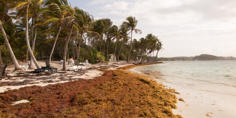 RD$ 68.8 millones para investigaciones científicas para combatir sargazo