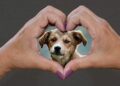 Buscan garantizar protección animal