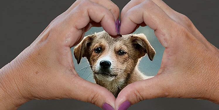 Buscan garantizar protección animal