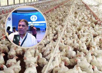 Habrá pollo, pero a final de mes