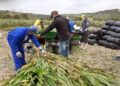 Producción ganadera dominicana «insostenible» sin ensilaje de maíz