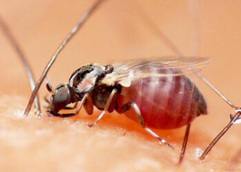 Detectan primeros casos del virus Oropouche en el país; declaran alerta epidemiológica