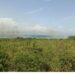 Incendio consume extensa área de laguna de Cabral