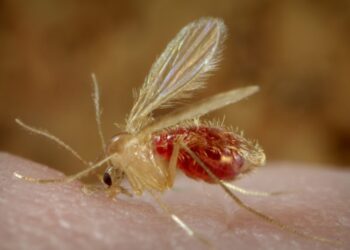 Cuáles son los síntomas del virus “Oropouche”