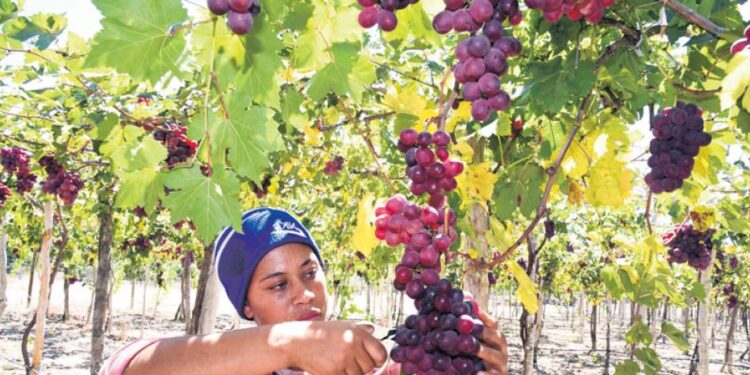 Inicia vendimia en Neyba
