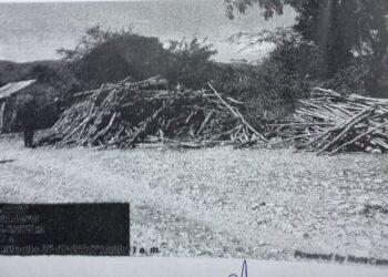 Procuraduría desarticula red «depredaba» Sierra Martin García