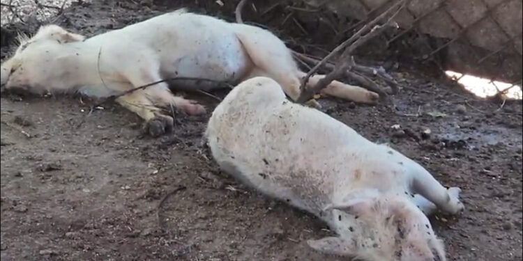 Fiebre porcina africana mata cerdos en Dajabón