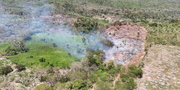 Deforestan zona alta de La Guázara