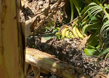 Falta de agua afecta producción agrícola de Tamayo