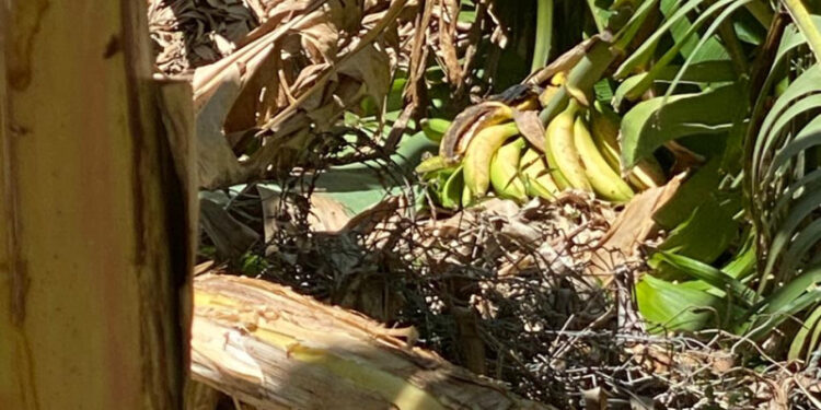 Falta de agua afecta producción agrícola de Tamayo