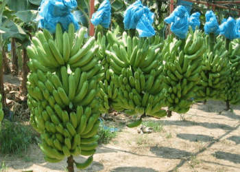 Bananeros en crisis por escasez de mano de obra haitiana y solicitan ayuda al gobierno