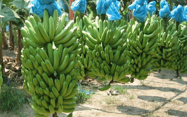 Bananeros en crisis por escasez de mano de obra haitiana y solicitan ayuda al gobierno