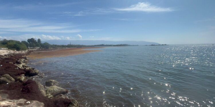 Costa de Barahona inundada de sargazo